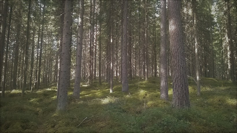 Kuvassa puita metsässä