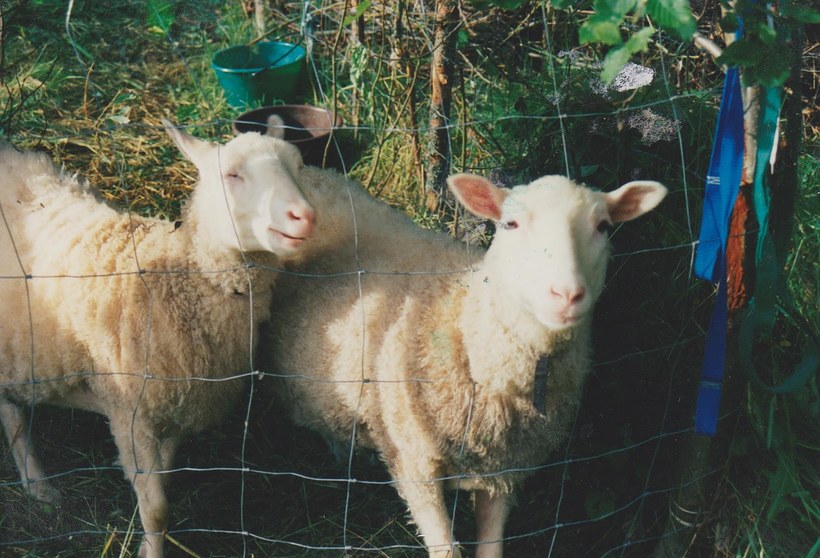 Kuvassa kaksi lammasta