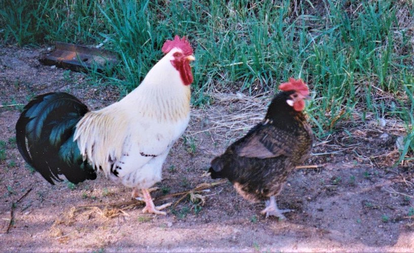 Kuvassa kukko ja kana