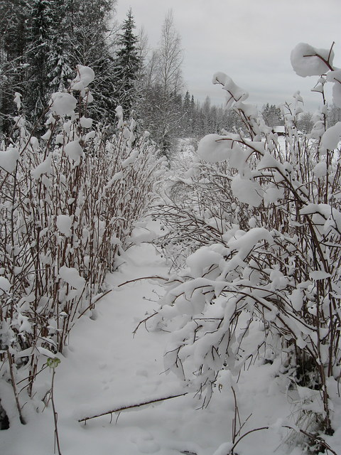 Kuvassa vadelmapensaita talvella